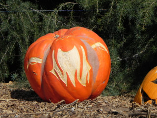 Dragon, Nipomo Pumpkin Patch best carving idea